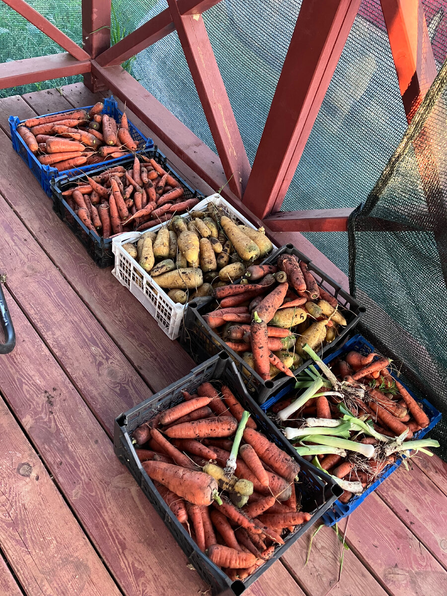 Урожай моркови 2023. Фото автора