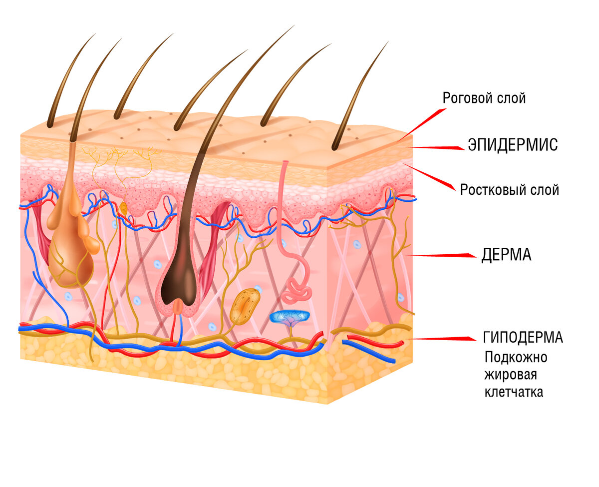 Белок кератин волосяной покров эпидермис волос подшерсток. Слой 1) эпидермис 2) дерма 3) гиподерма. Строение кожи эпидермис дерма подкожная клетчатка. Подкожная жировач дерма эпидермим. Эпидермис, дерма и подкожно-жировая клетчатка..