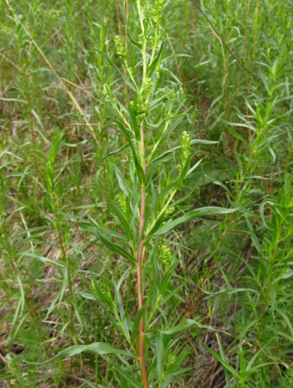 Полынь эстрагон