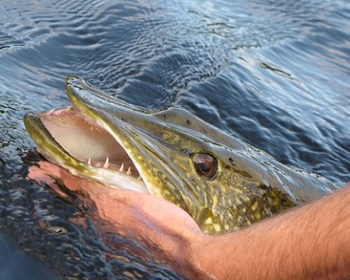 При ловле щуки в июне живца устанавливает на расстоянии около 15 сантиметров ото дна, но при отсутствии поклёвок расстояние рекомендуется увеличить.