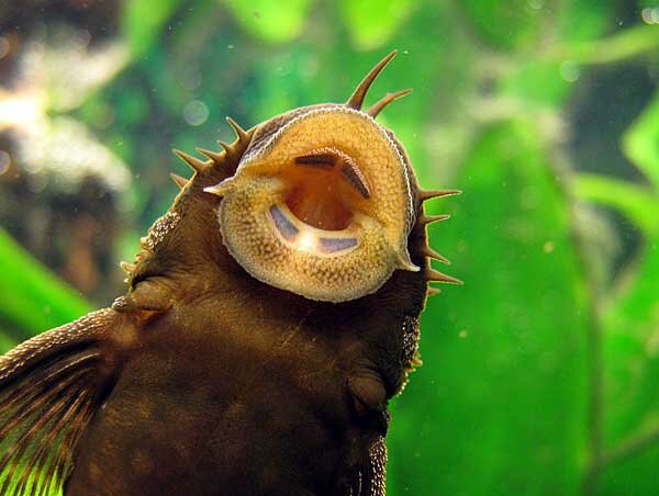 Источник фото: acquaportal.it