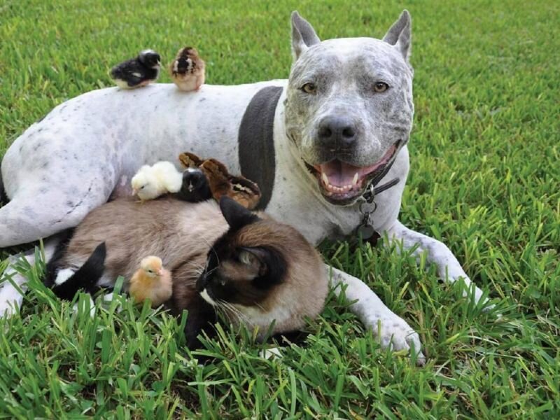 Источник фото: https://odysseyonline-img.rbl.ms/simage/https%3A%2F%2Faz616578.vo.msecnd.net%2Ffiles%2F2016%2F05%2F16%2F635990354466900963-2002034705_funniest-american-pitbull-terrier-new-photos-funny-and-cute-animals.jpg/2000%2C2000/8HZPvqkLuxm3zdec/img.jpg