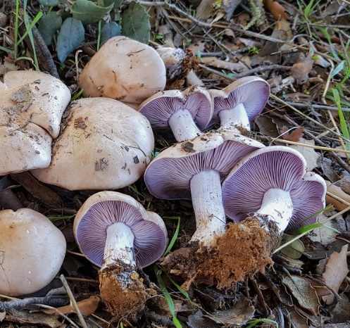 Автор фото - Emilio López.