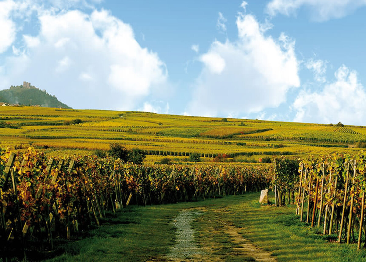 Винодельни юар. Стелленбош юар виноградники. Юар стелленбош винодельня. Виноградники южная. Виноградники юар южный кейп.