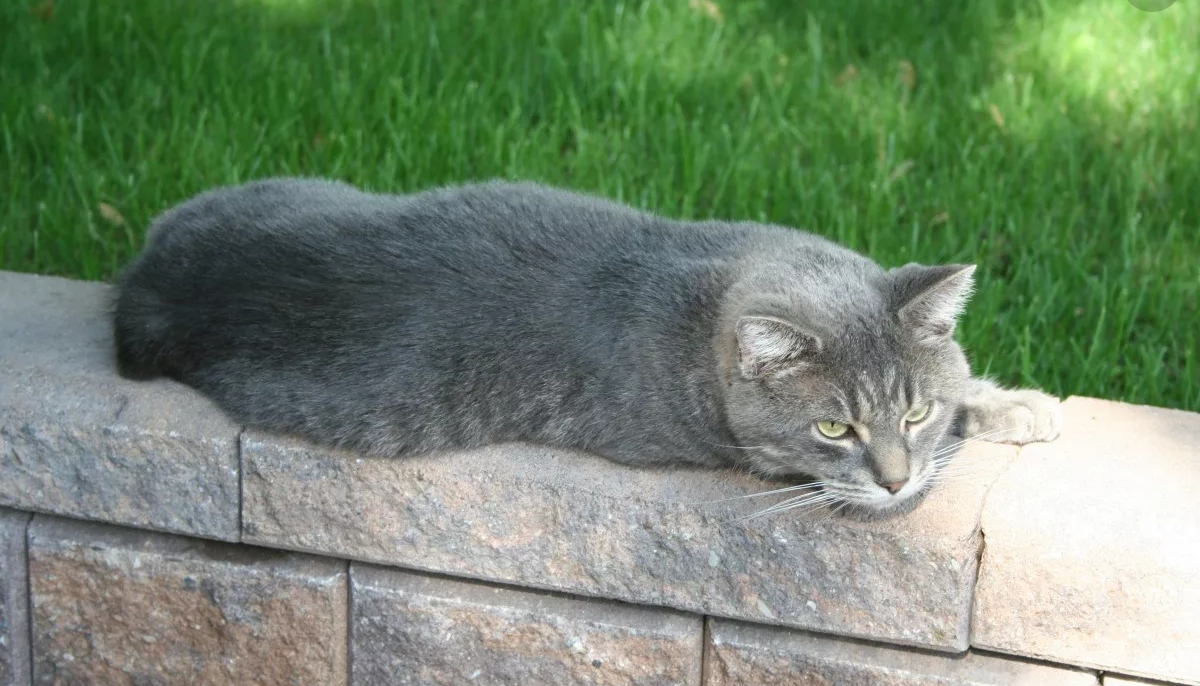 Вот так приблизительно выглядел наш Платон. 