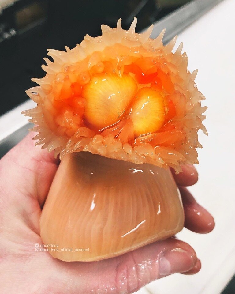 Морские актинии, хотя и напоминают цветы, на самом деле являются хищниками. (Господи, они опять убили Кенни!)