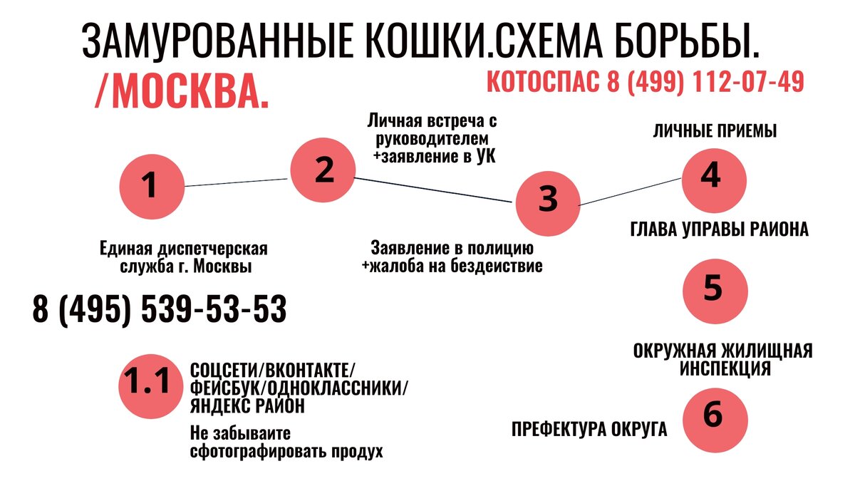 Что делать, если кошек замуровали в подвале? Москва и МО | Котоспас | Дзен