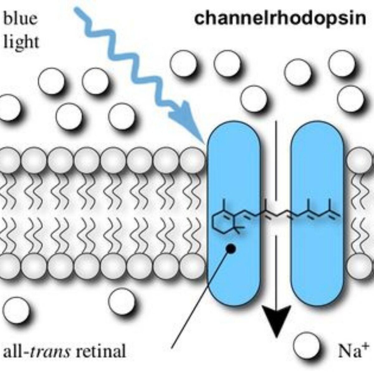 Яндекс картинки