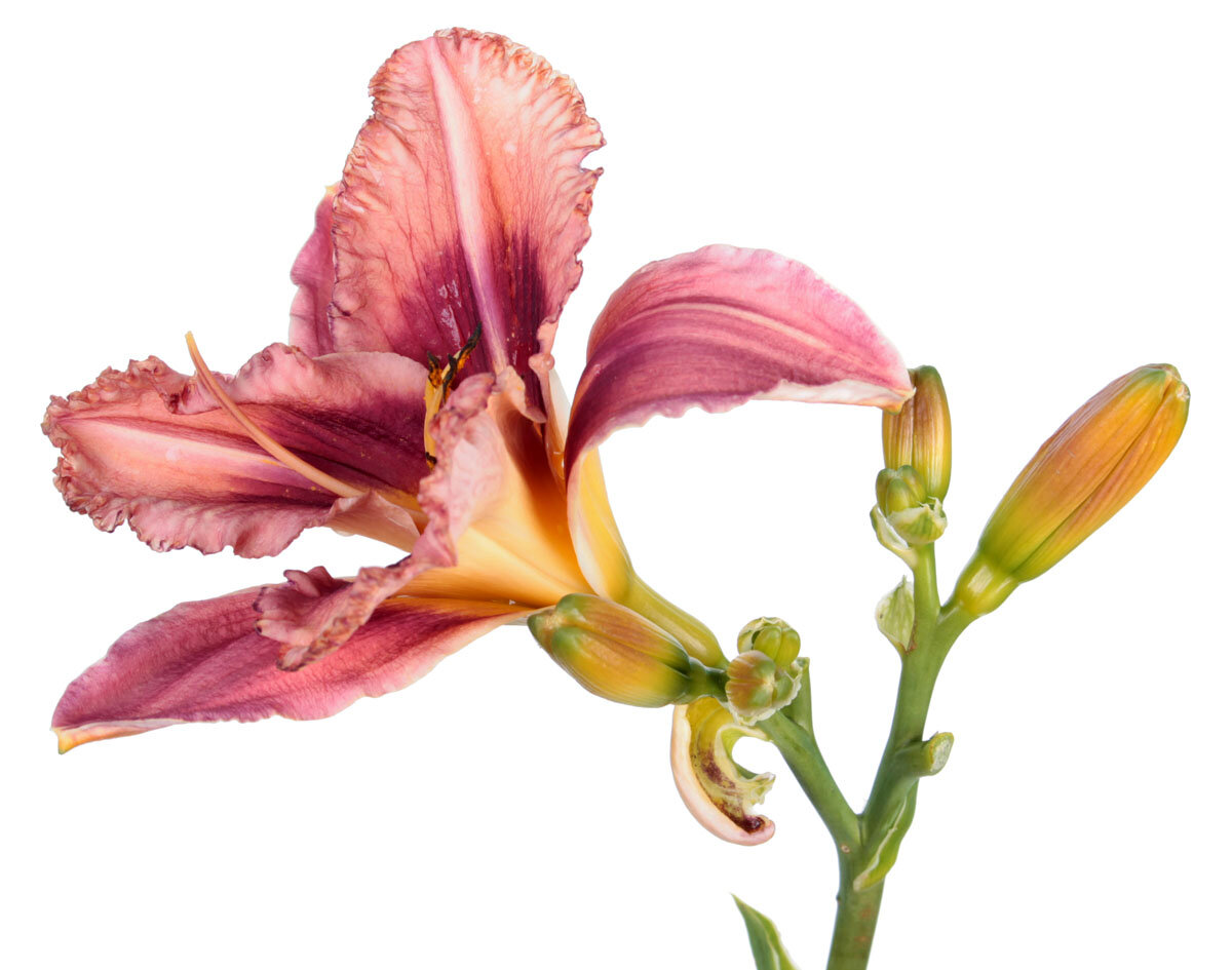 Лилейник ‘Mask of Time’ (Маск оф Тайм)