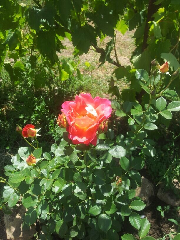 фото мое,это Декор Арлекин