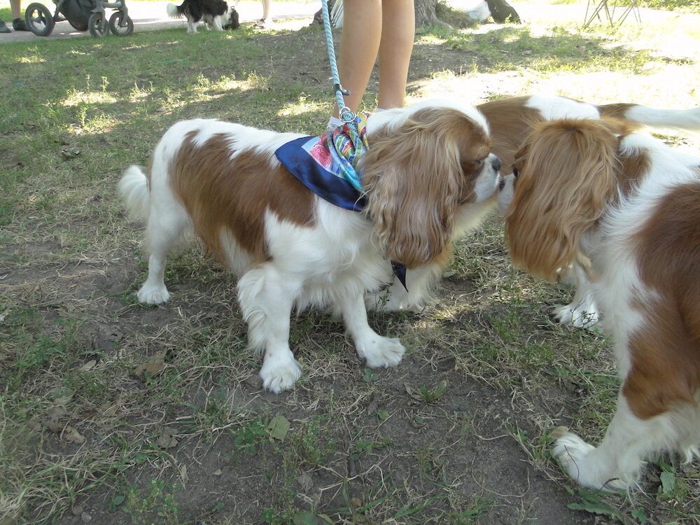 Кавалер встреча