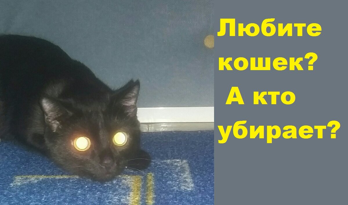 Как реже мыть кошачий туалет?