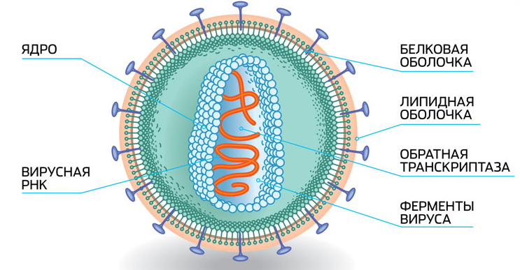 У вирусов есть ядро. Ретровирусы строение вириона. РНК содержащие вирусы строение. Ретровирус строение вируса. Строение вирусной частицы вириона.