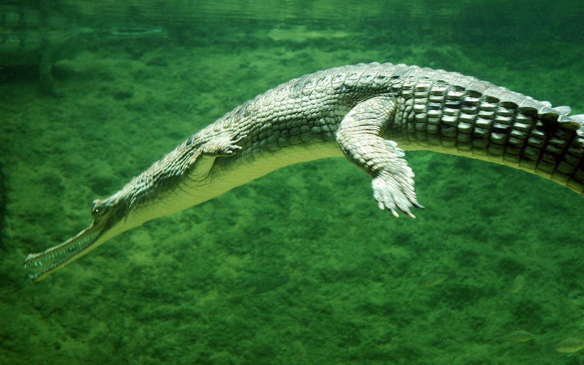 Крупное водное пресмыкающееся. Гангский гавиал. Гавиал крокодил. Гангский гавиал крокодилы. Крокодил Аллигатор Кайман гавиал.
