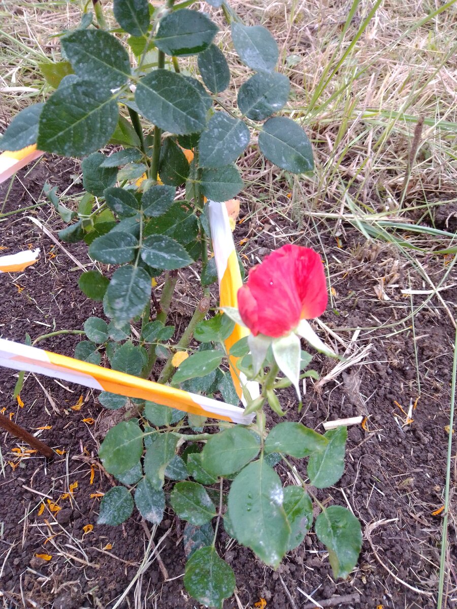 Мои розы