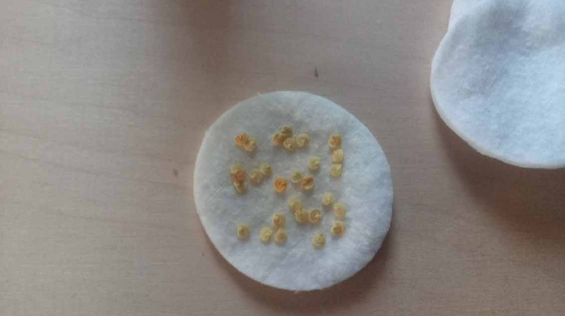 Семена на ватном диске. Горох на ватном диске. Проростки на ватном диске. Семена перца не проращиваются на ватном диске.