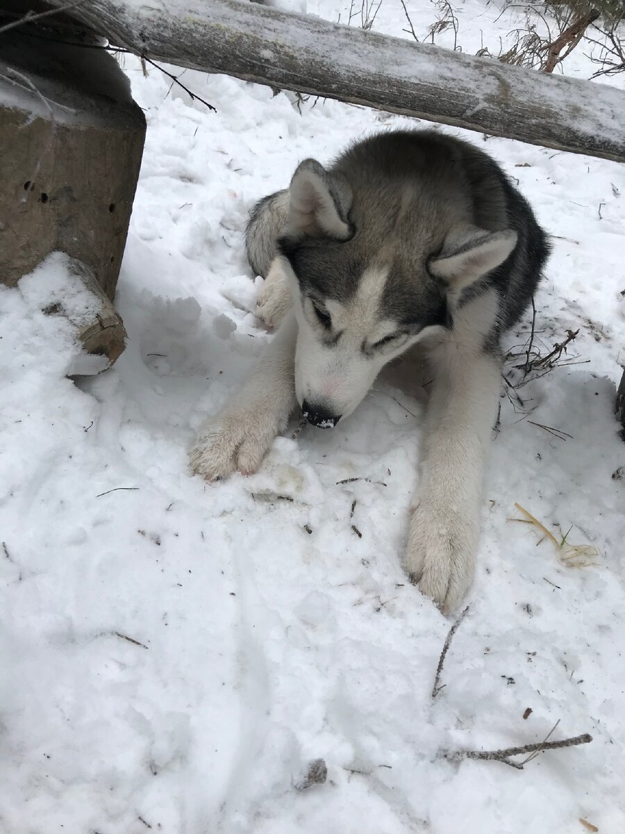 Хаски Бублик