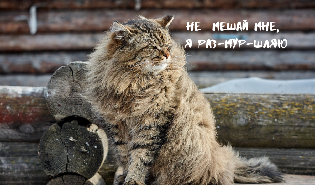 Сибирские коты выглядят меланхоличными и равнодушными. Но под плотной шерсткой скрывается уверенный и сильный кот. Источник: Canva.com