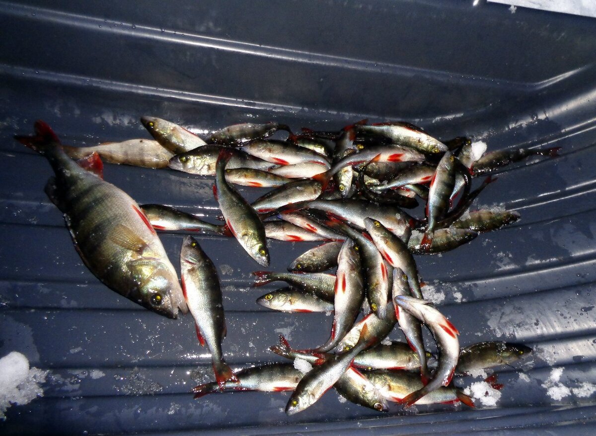 Спортивный окунь. Окунь кило 700. Рыба от Михалыча Томск.