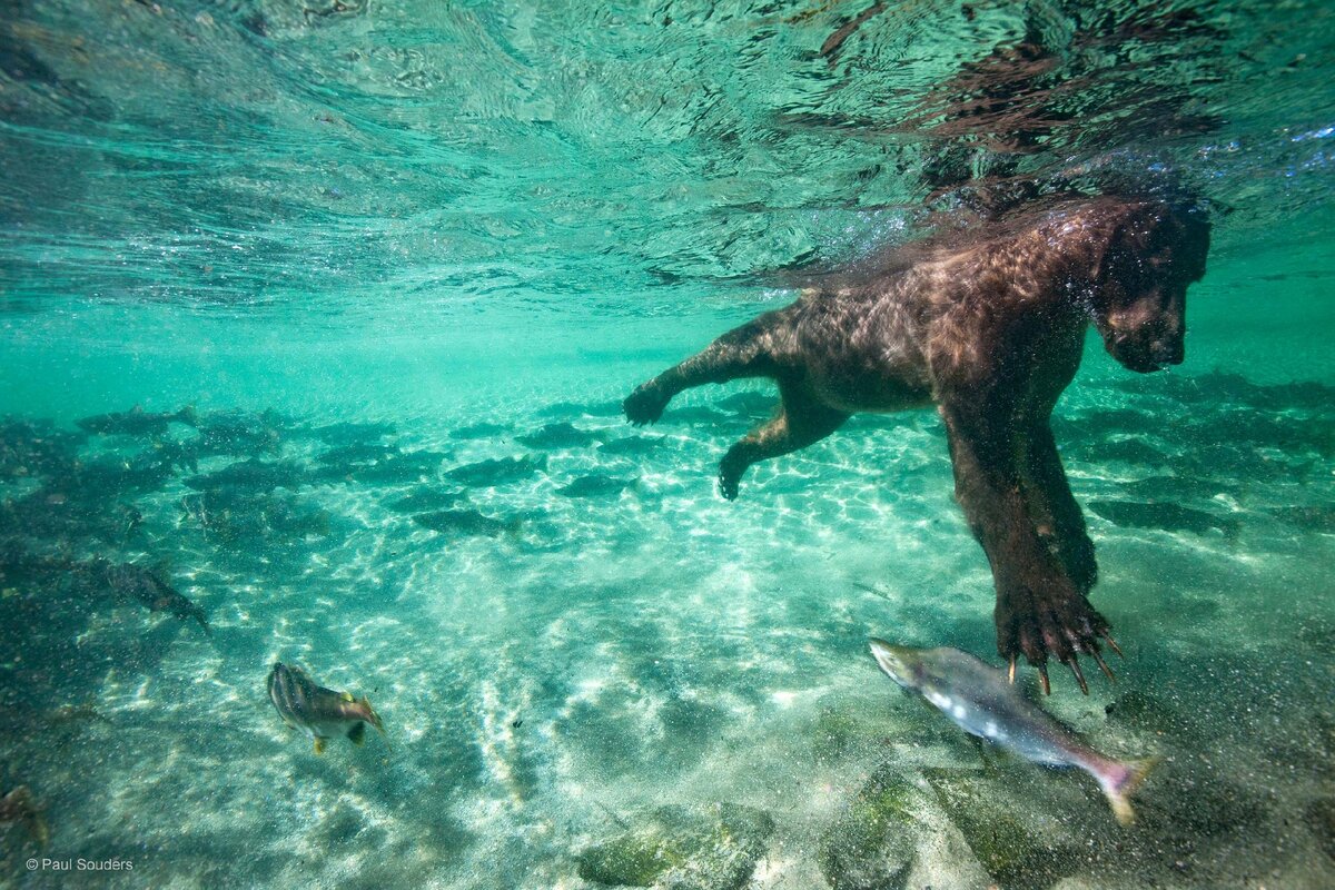 Умеют ли медведи плавать. Животные в воде. Животные под водой. Животные плавают в воде. Медведь ныряет за рыбой.