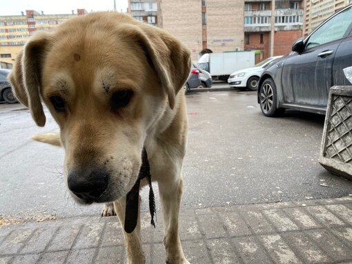 Яндекс картинки