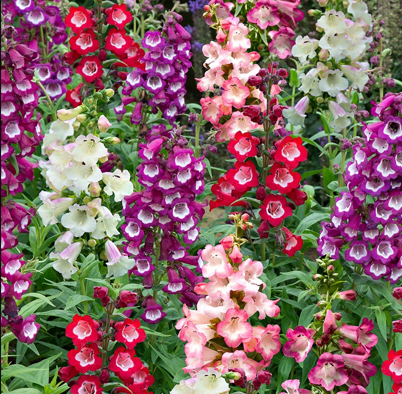 Многолетние садовые цветы цветущие с названиями и фото высокорослые