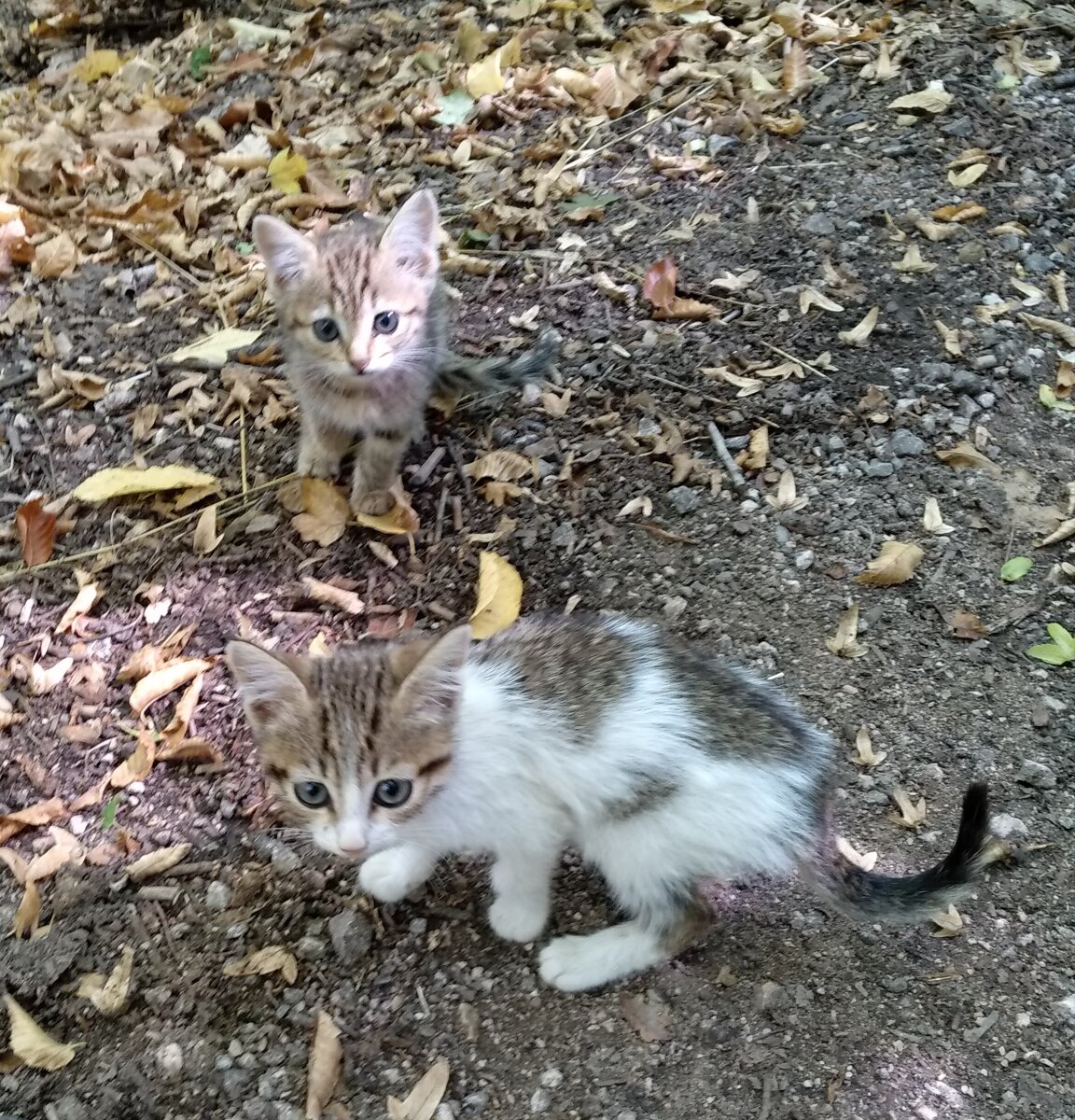1. Котята вблизи Соколиного, не доходя до гостевого дома "Верста".