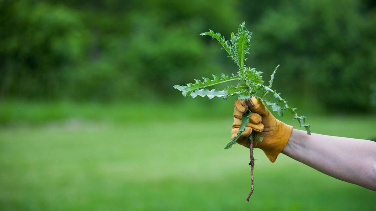Выбор газонной травы