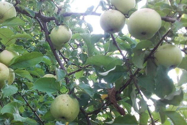 Яблоня Коробовка. Яблоки старый Крым. Яблоня Коробовка фото дерева. Коробовка, фото дерева, яблоки. Соседство яблони