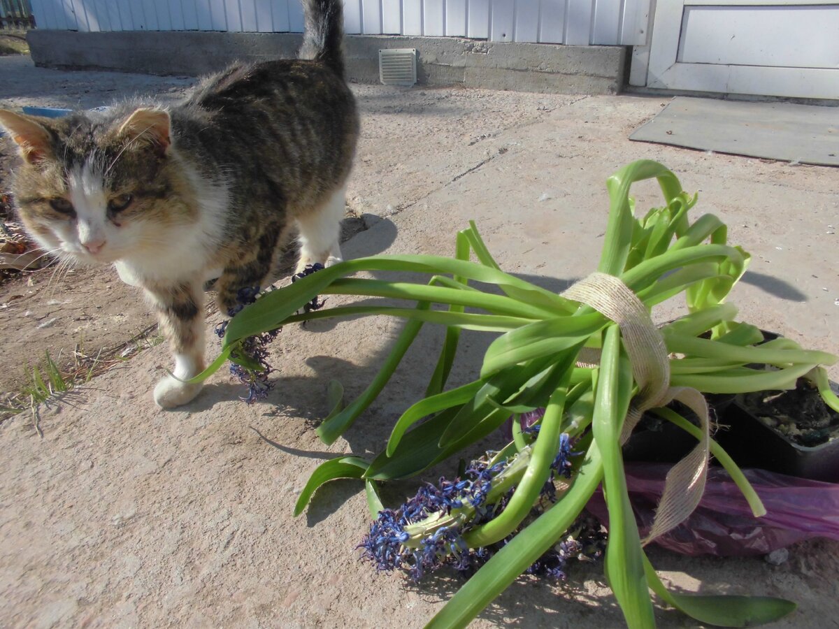 Гиацинты отцвели и ждут своего часа. Фото автора.