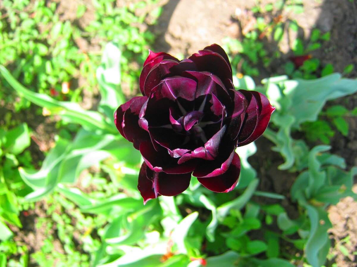 Красавец тюльпан (фото из архива автора)