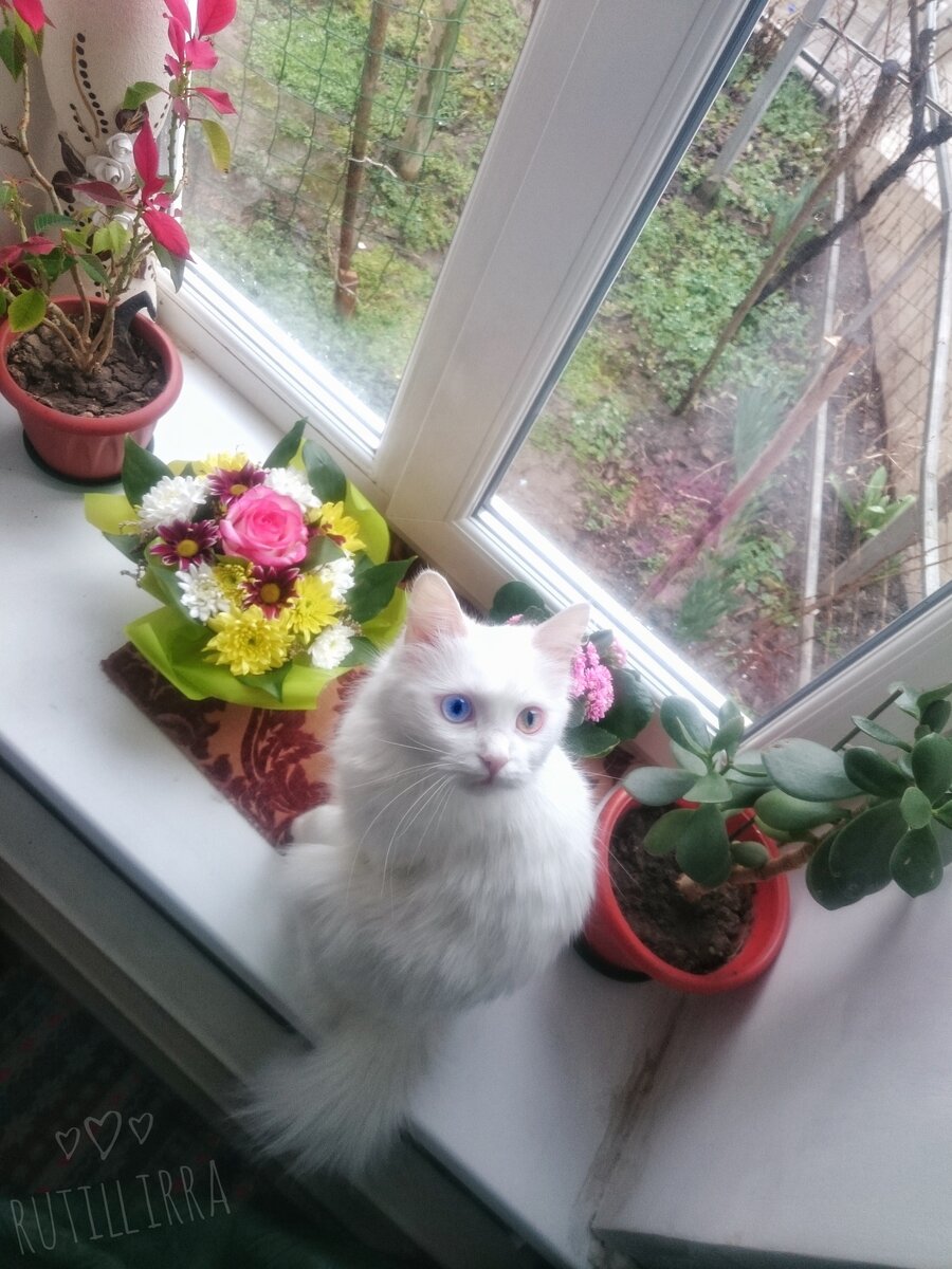 Моя Муза