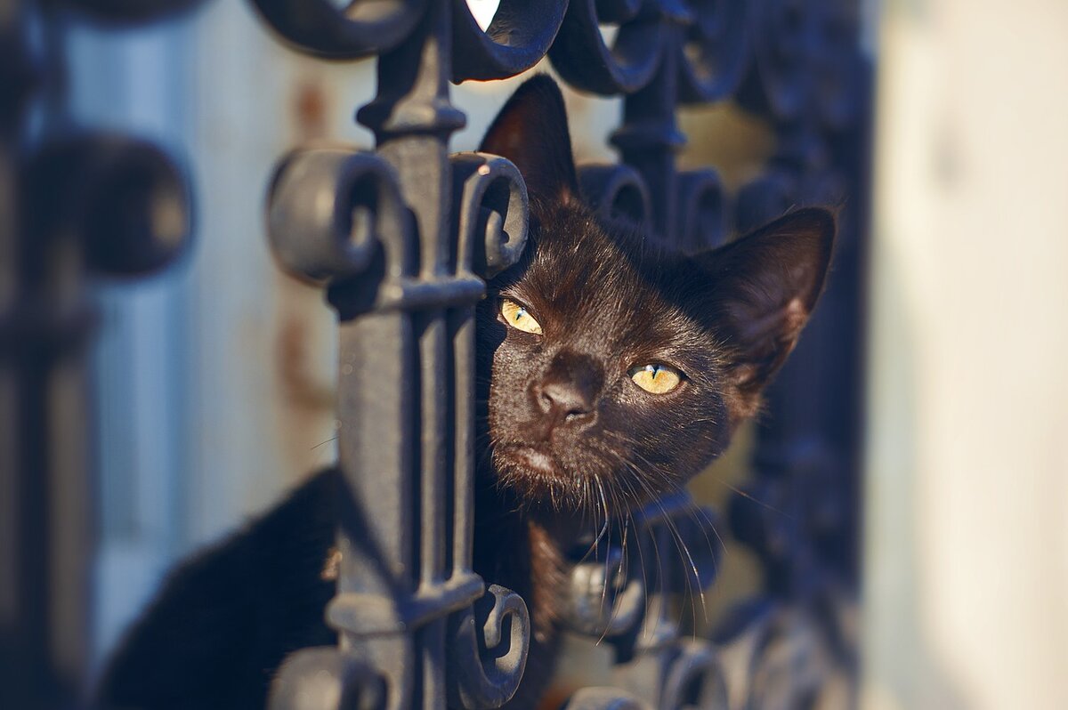 Изображение JulienOddo с сайта Pixabay