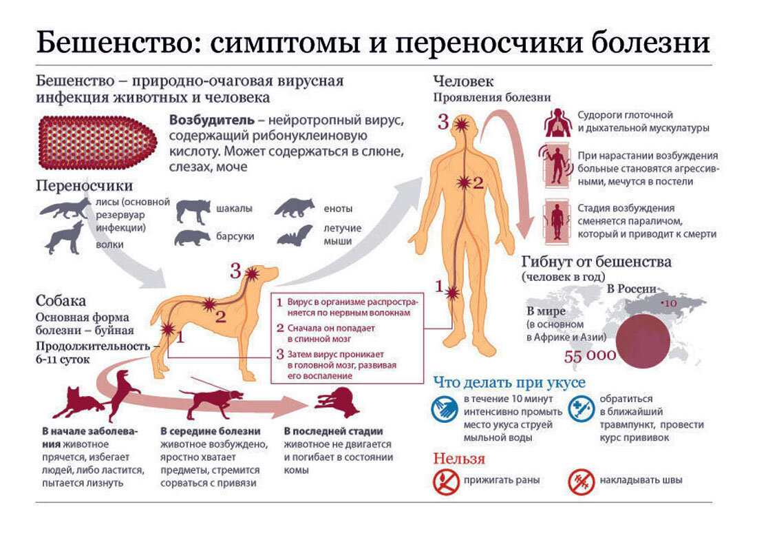 Переносчиками бешенства могут выступить лисы, волки, белки, летучие мыши, кроты, крысы, мыши, еноты, и, разумеется, кошки и собаки. Причём не всегда бродячие. Плакат взят с сайта Роспотребнадзора.