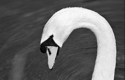 https://p2.piqsels.com/preview/623/389/215/swan-swan-head-water-bird-bird-thumbnail.jpg