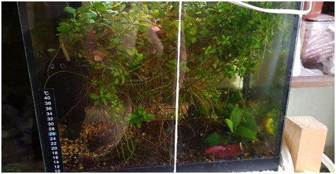 20 л. самый первый аквариум