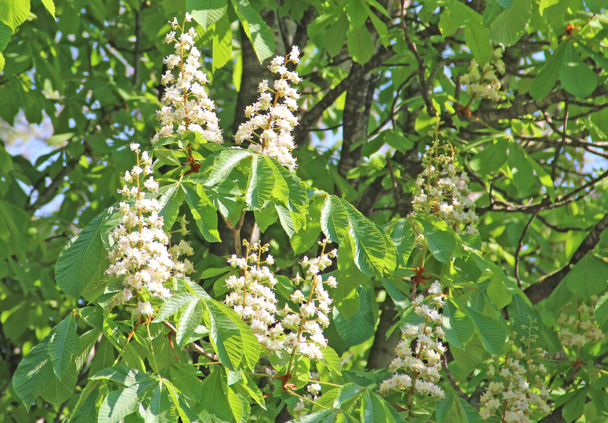 Геленджик конский каштан