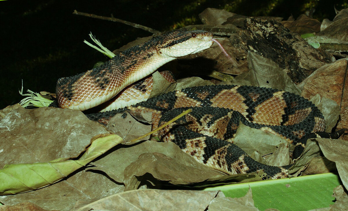 Бушмейстер