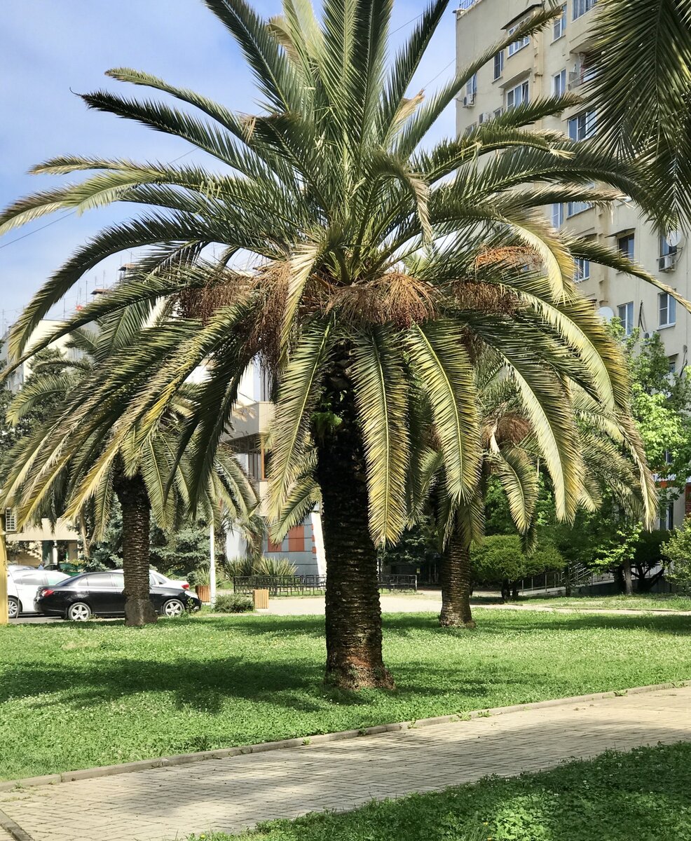 Главная улица Адлера