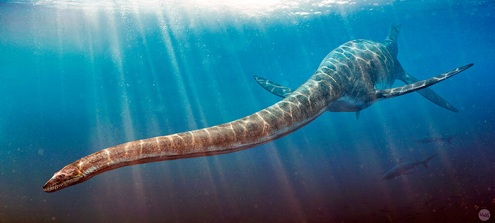 Мозазавр Эласмозавр. Талассомедон динозавр. Elasmosaurus platyurus. Динозавры морские Эласмозавр.