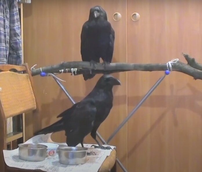 Игрушки для обточки когтей и ключа также важны!