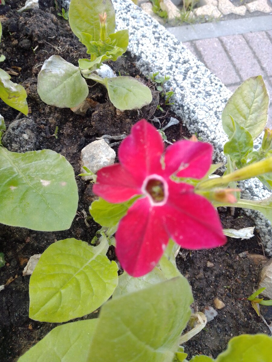 Сем Пасленовые Solanaceae табак крылатый Nicotiana alata