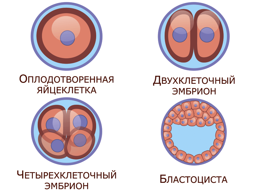 Этапы эко по дням. Этапы деления оплодотворенной яйцеклетки. Стадии развития оплодотворенной яйцеклетки. Деление клеток эмбриона при эко. Этапы развития оплодотворенной яйцеклетки по дням.