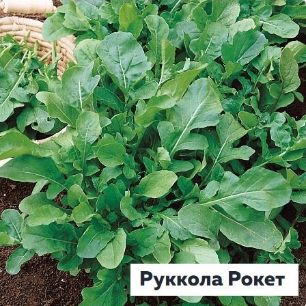 Руккола Рокет