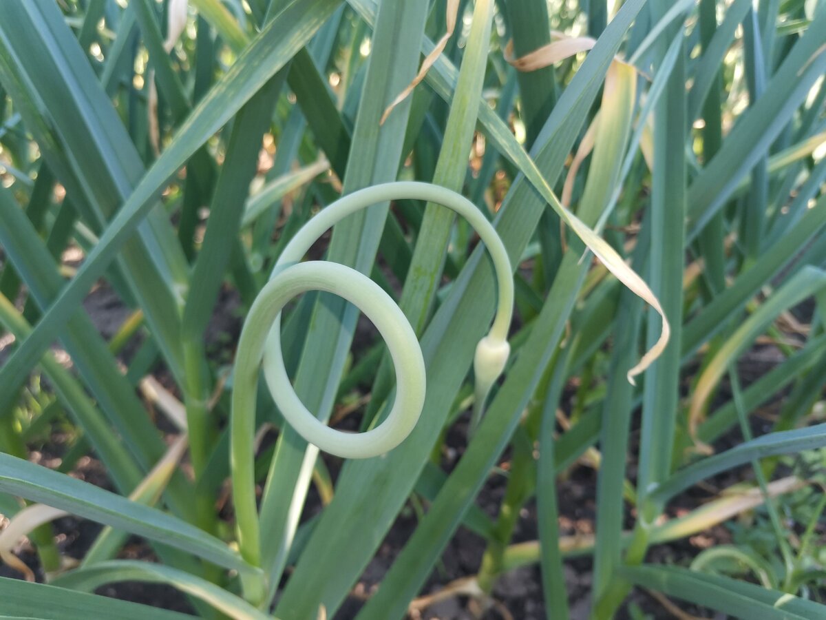 Вот так выглядит чесночная стрелка,  которую пора убрать.