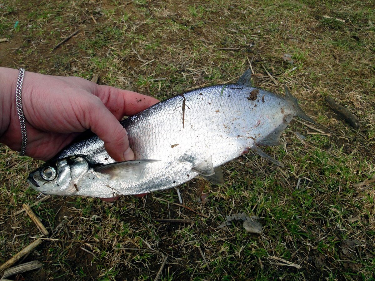 Чехонь! Только вялка, только хардкор!