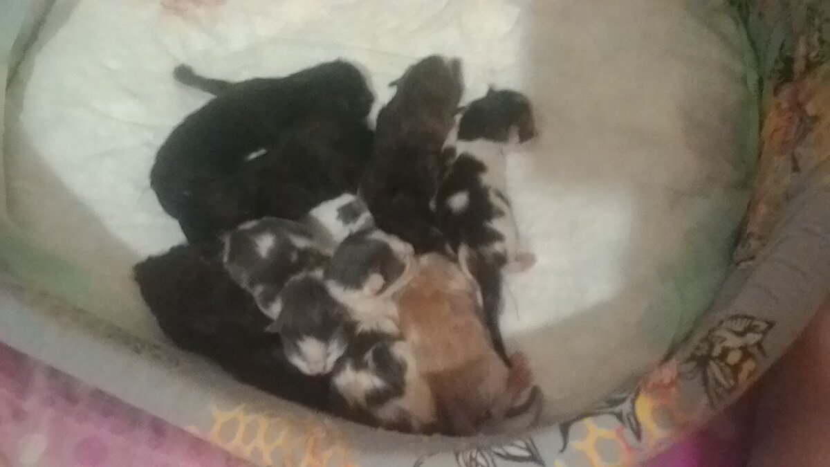 На фото 8 котят