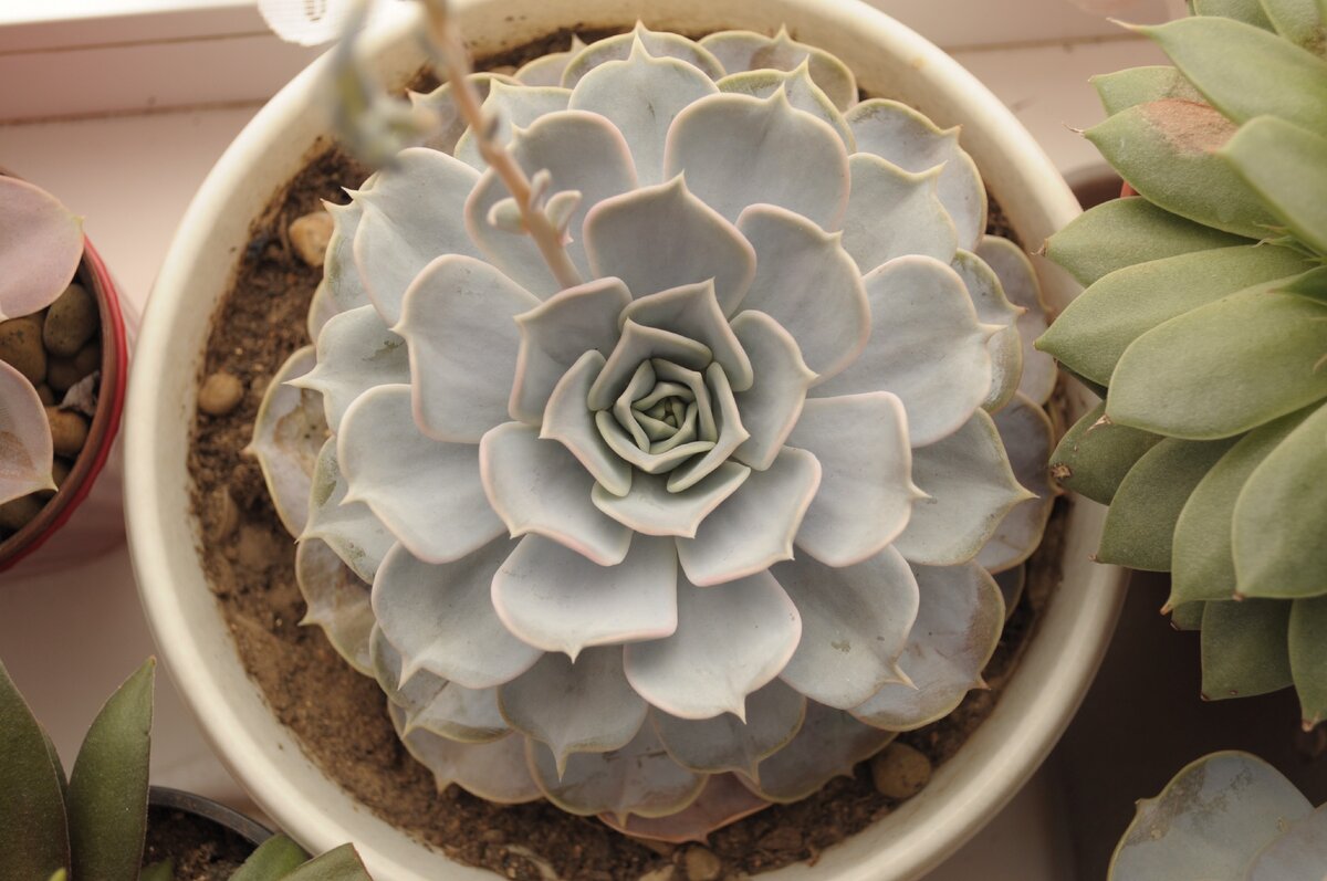 Echeveria lilacina. Эхеверия Лилацина фото.