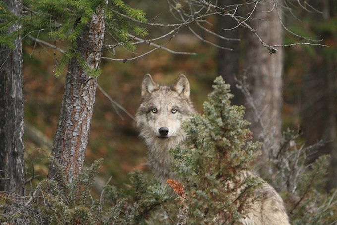 «За что?..» Фото: Northern Lights Wildlife Wolf Centre.