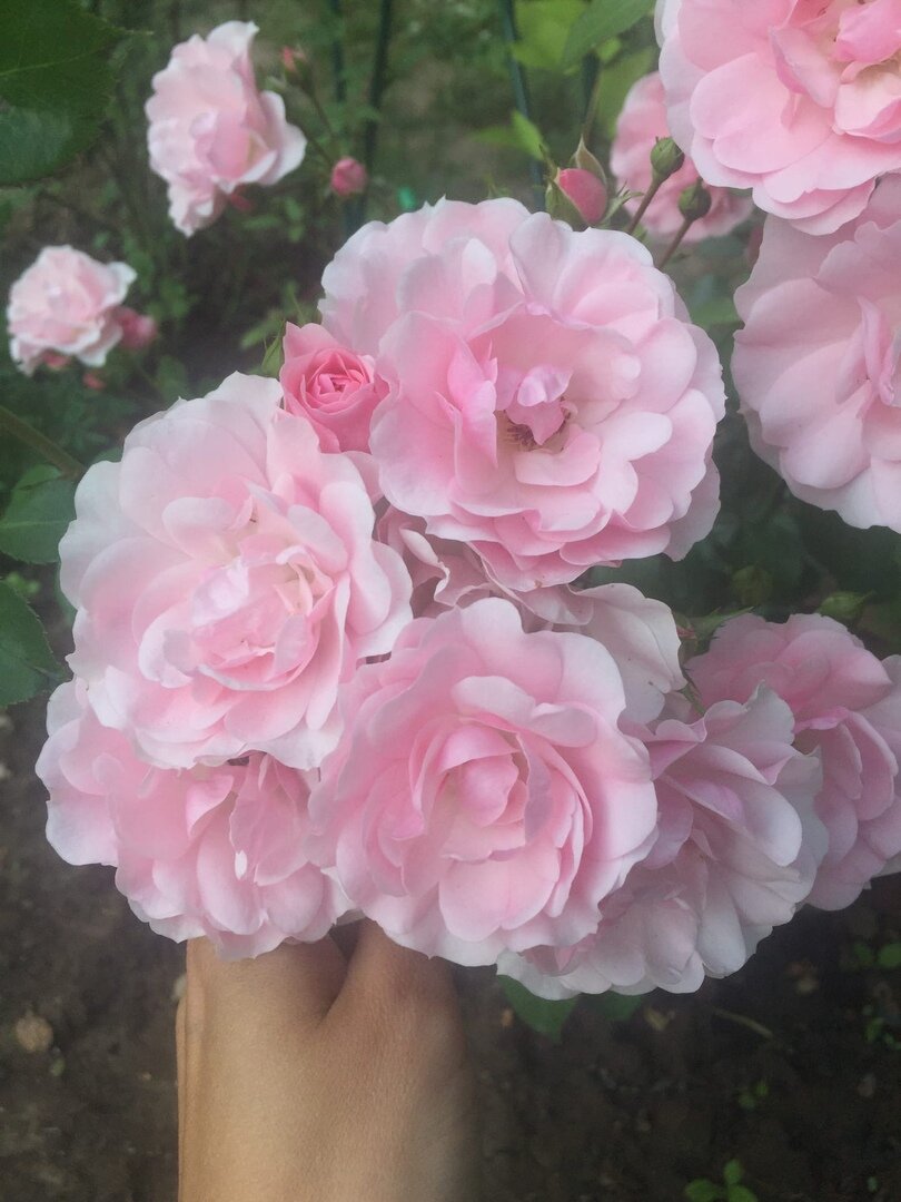 Это моя прошлогодняя находка. Не знаю, к какой категории роз относится и как называется